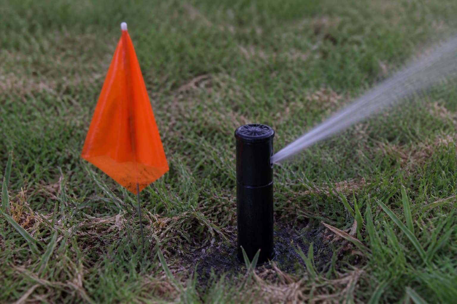 Irrigation flag marking a sprinkler head beside a mowed lawn