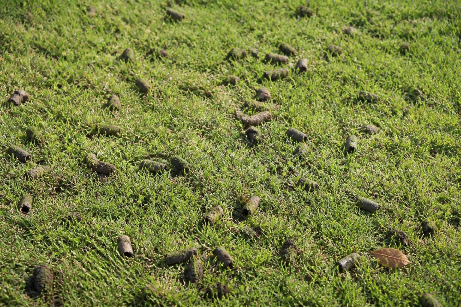 Core aeration plugs on a suburban lawn after a dedicated aeration visit