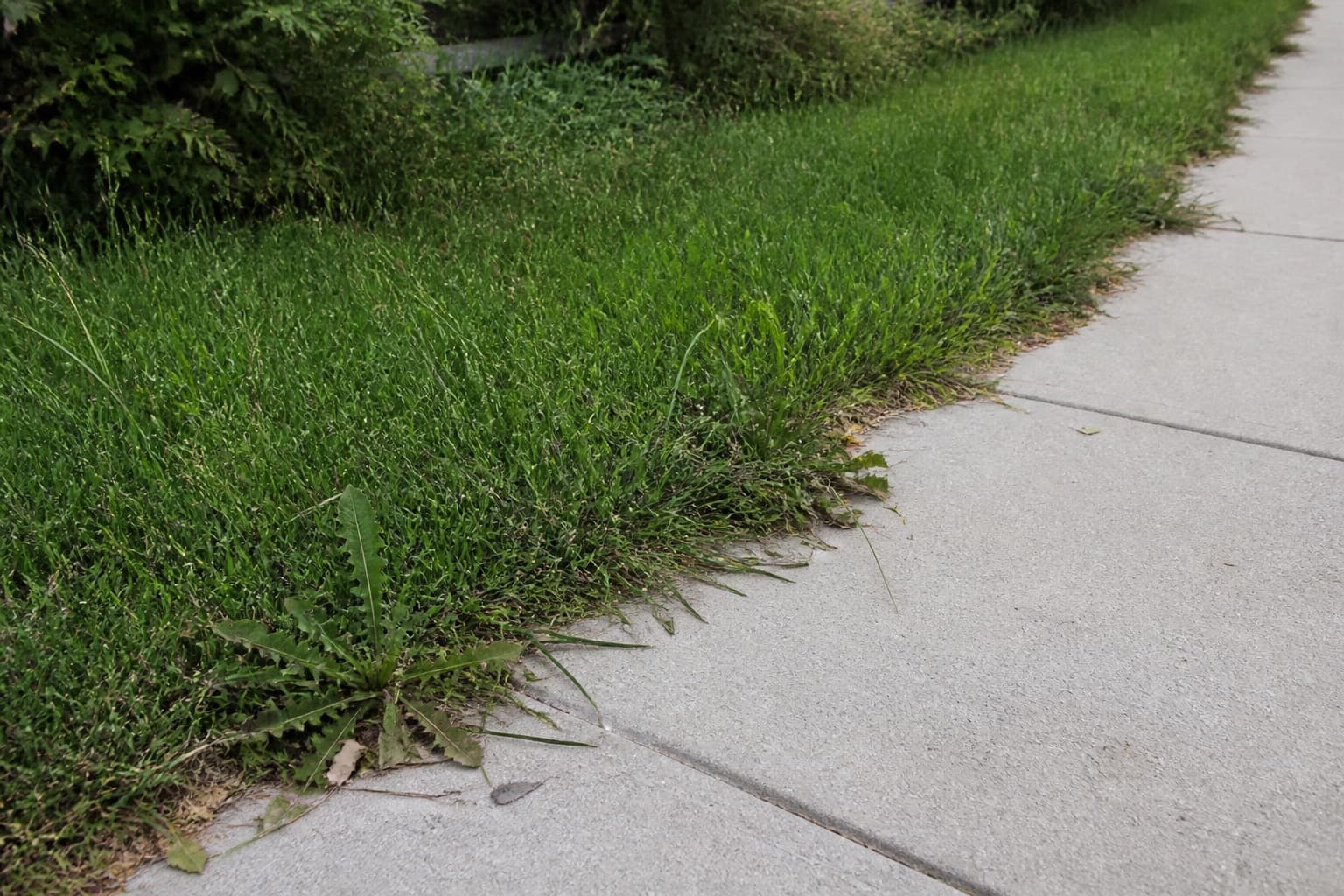 Overgrown ragged lawn edge against a sidewalk before a professional finish